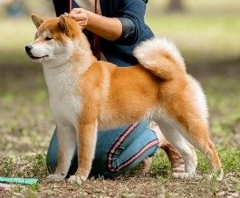 picture of dog