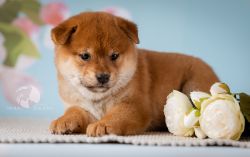picture of dog