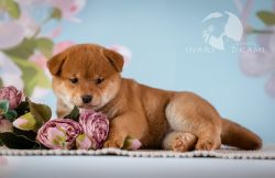 picture of dog