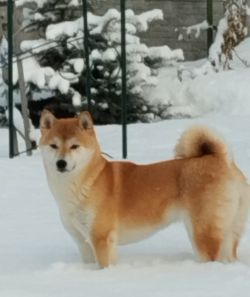 picture of dog