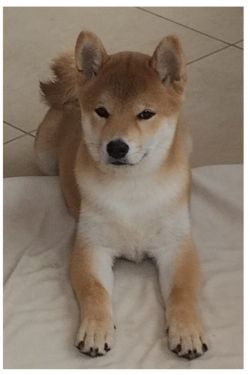 picture of dog