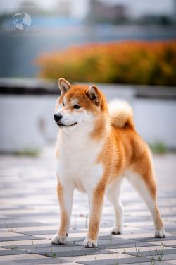 picture of dog