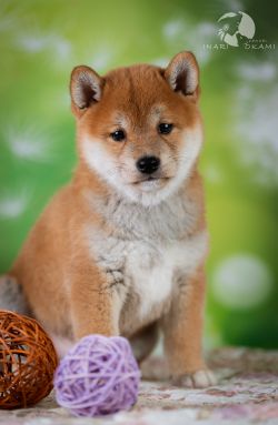 picture of dog