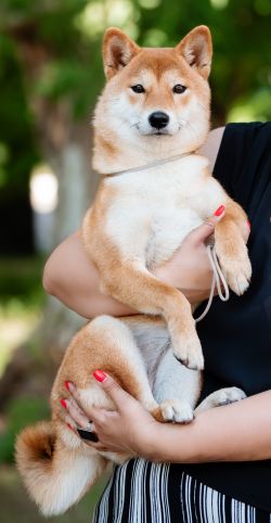 picture of dog