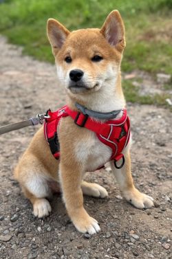 picture of dog