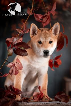 picture of dog