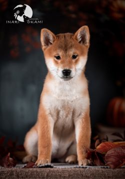 picture of dog