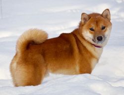 picture of dog