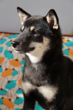 picture of dog