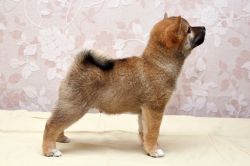 picture of dog