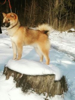 picture of dog