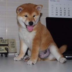 picture of dog