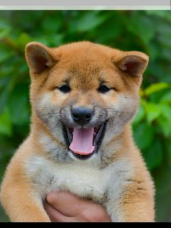 picture of dog
