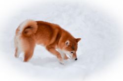 picture of dog