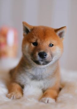 picture of dog