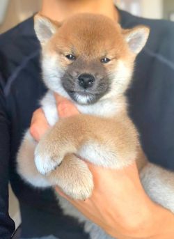picture of dog
