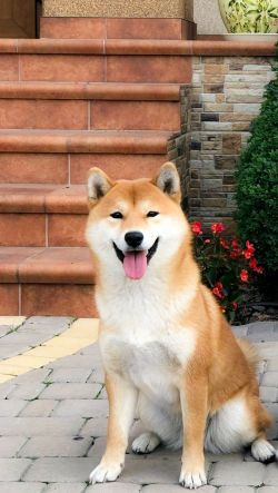 picture of dog