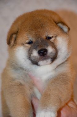 picture of dog