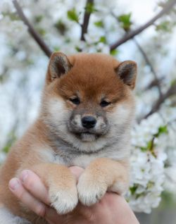 picture of dog