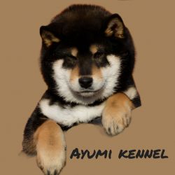picture of dog