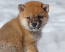 picture of dog