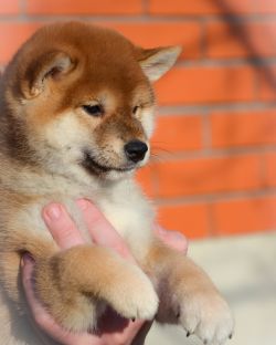 picture of dog