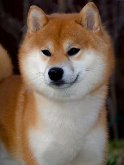 picture of dog