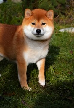 picture of dog