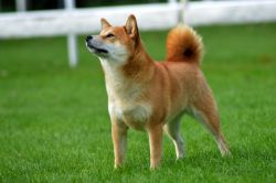 picture of dog