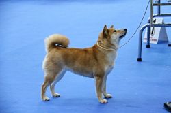 picture of dog