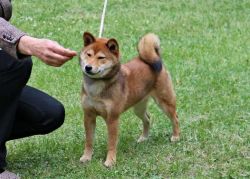 picture of dog