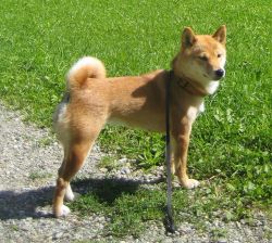 picture of dog