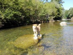picture of dog