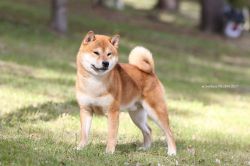picture of dog