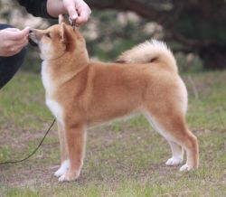 picture of dog