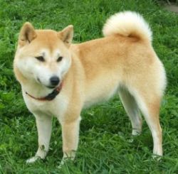 picture of dog