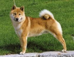 picture of dog