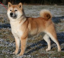 picture of dog