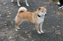 picture of dog