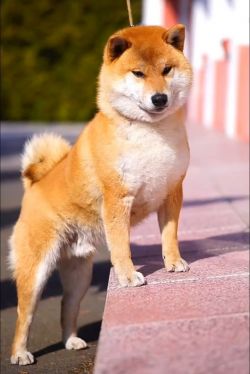 picture of dog