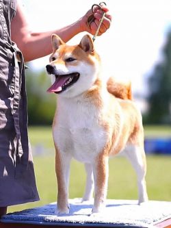 picture of dog