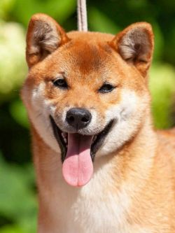 picture of dog