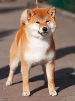 picture of dog