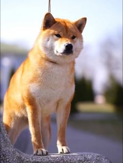 picture of dog