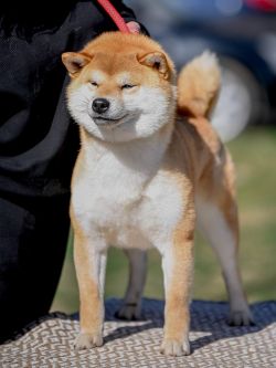 picture of dog