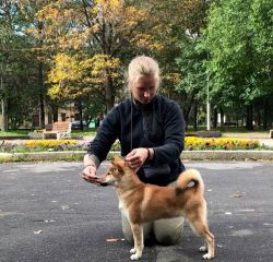 picture of dog