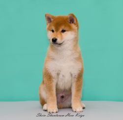 picture of dog