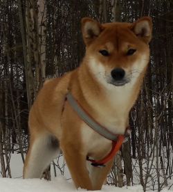 picture of dog