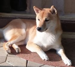 picture of dog