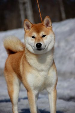 picture of dog